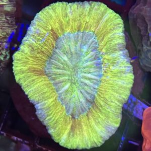 Trachyphyllia Ultra Neon Yellow