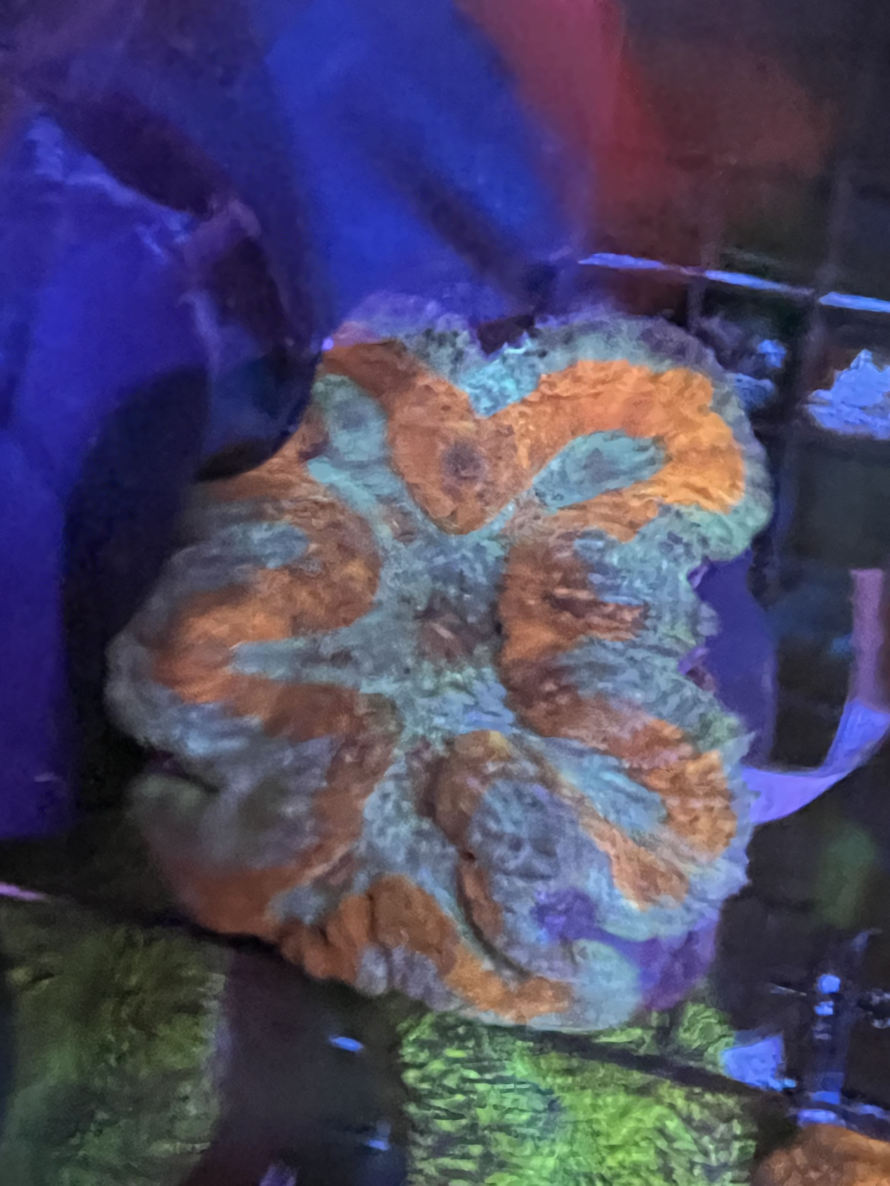 Wellsophyllia Orange and Blue