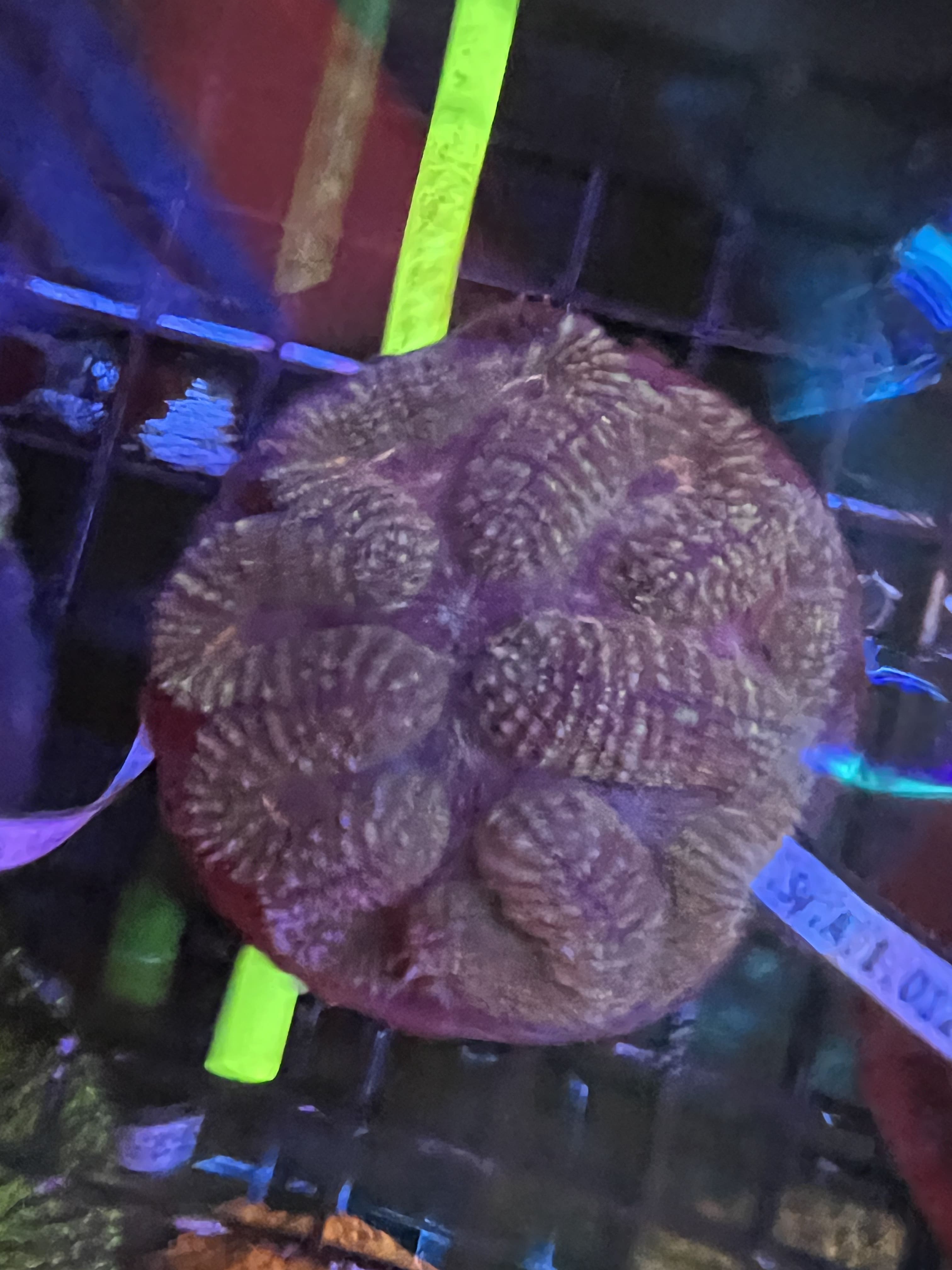 Wellsophyllia Purple/Yellow