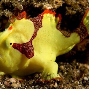 Yellow Frogfish