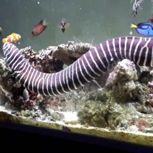 Zebra Eel Large