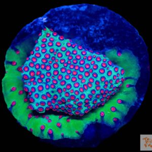 A11 - Meteor Shower Cyphastrea