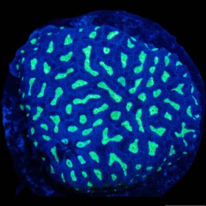 A12 - Neon Green Maze Brain with blue borders