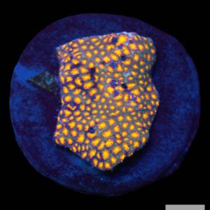 A14 - Orange Leptastrea