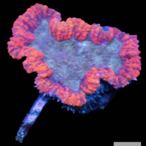 A16 - Red Wellsophyllia