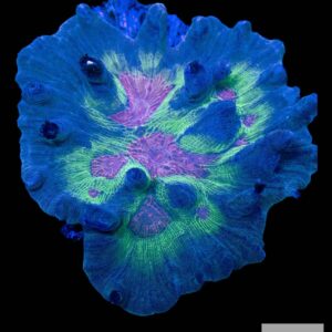 A21 - Rainbow Pectinia