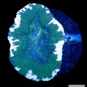 A22 - Army Green Scolymia with white Border (Rare)