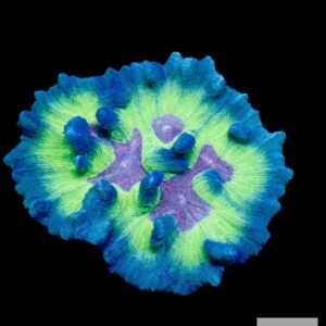 A23 - Rainbow Pectinia