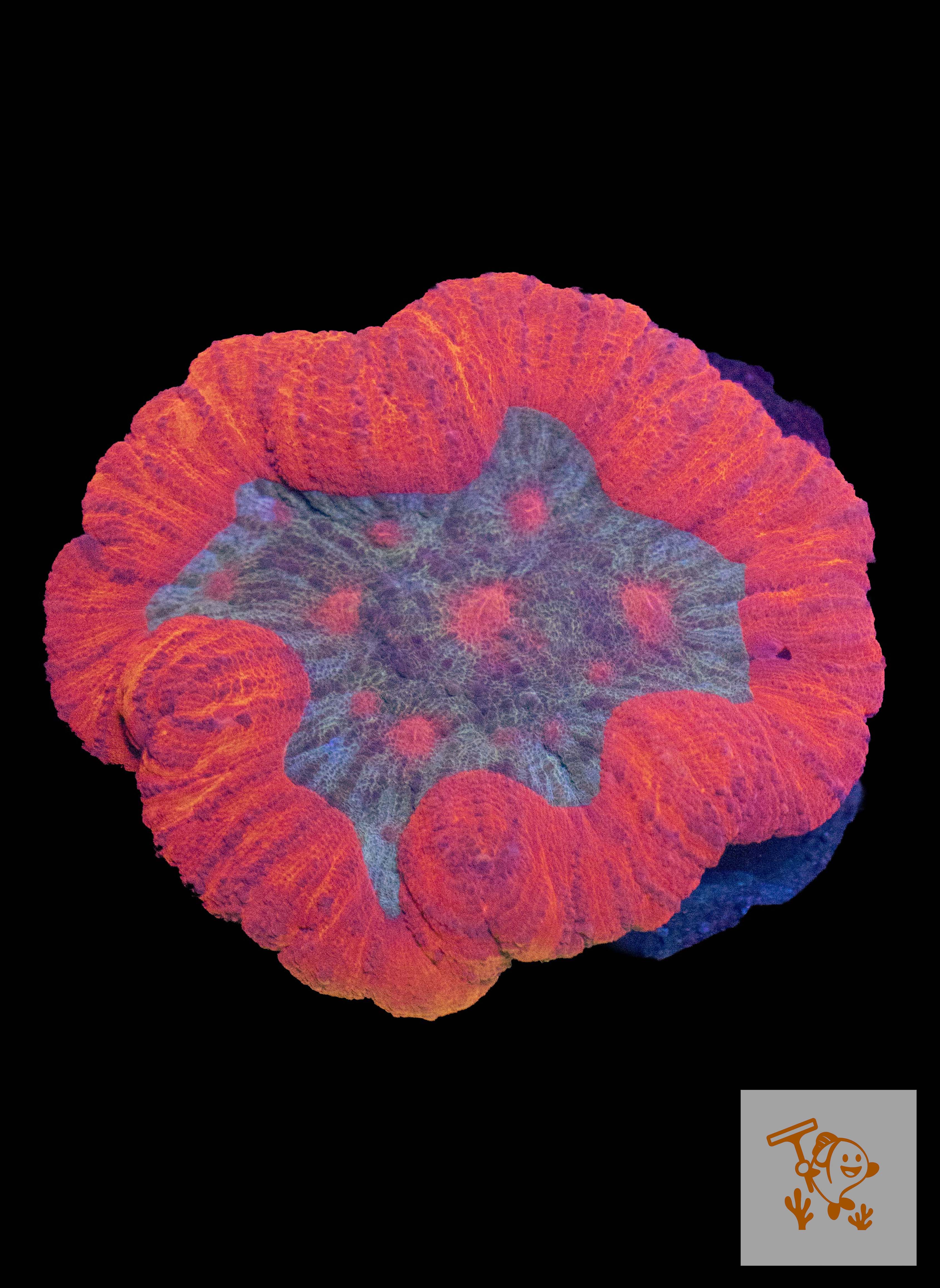 A24 - Pink Wellsophyllia with Blue centre