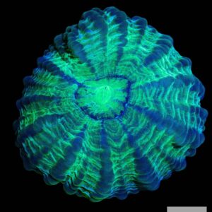 A25 - Green and Blue Acanthophyllia