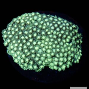A26 - Green Alveopora Colony