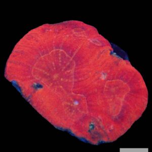 A29 - Red Australomussa