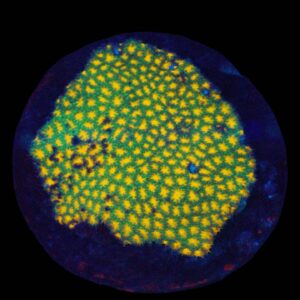 A32 - Yellow with Green Skirt Leptastrea