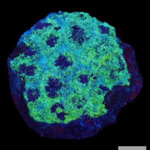 A34 - Green Acan colony