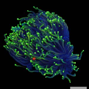 A35 - Hellfire Torch Colony