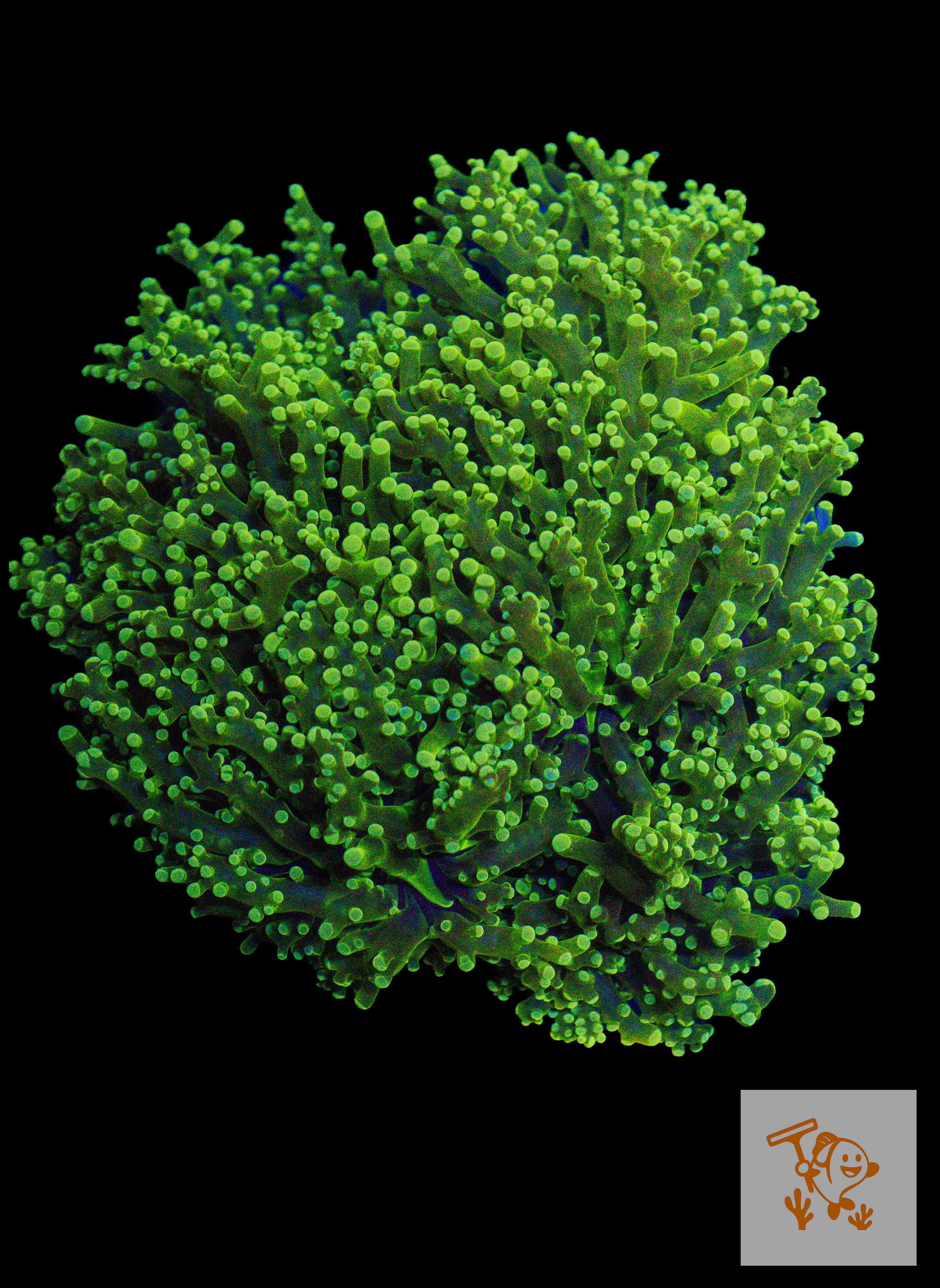 A36 - Neon Green Octospawn Colony