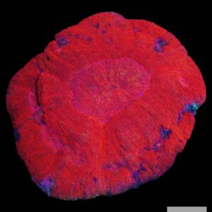 A37 - Red Australomussa