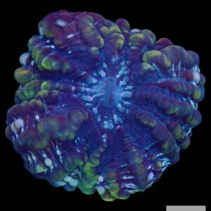 A39 - Blue Acanthophyllia