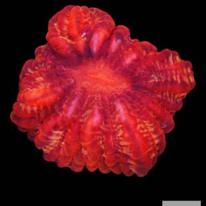 A40 - Red Cynarina