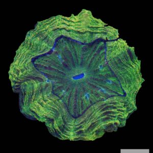 A41 - Green Acanthophyllia with Orange