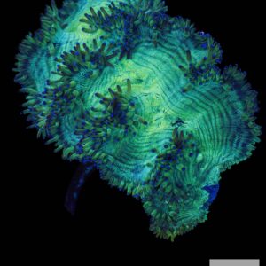 B42 - Elegance Coral with Blue Tips (XL)