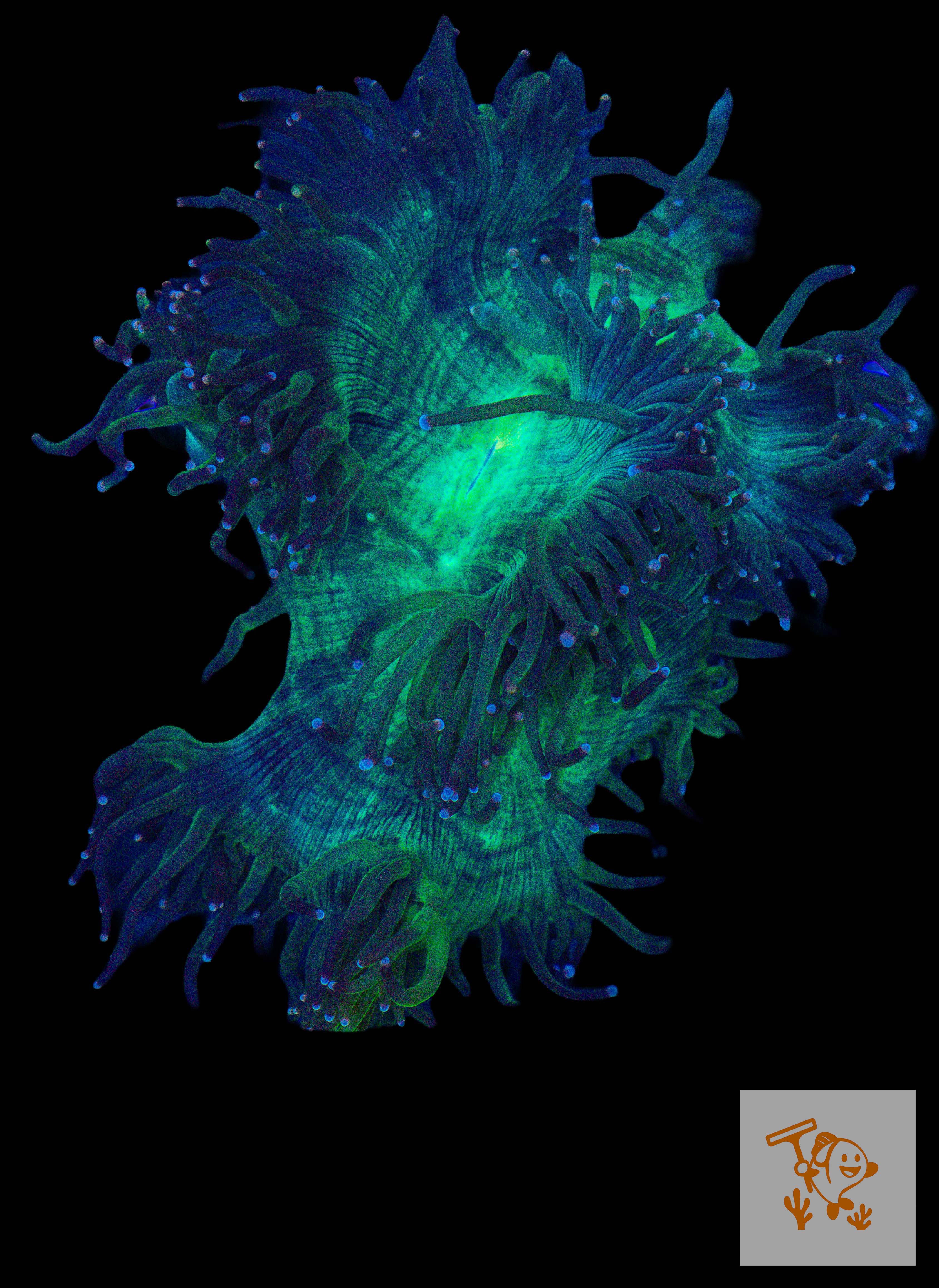 A43 - Elegance coral with Blue Tips (L)