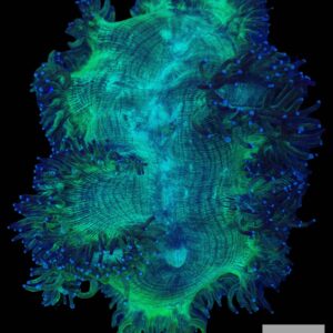 A44 - Elegance coral with Blue tips (XL)