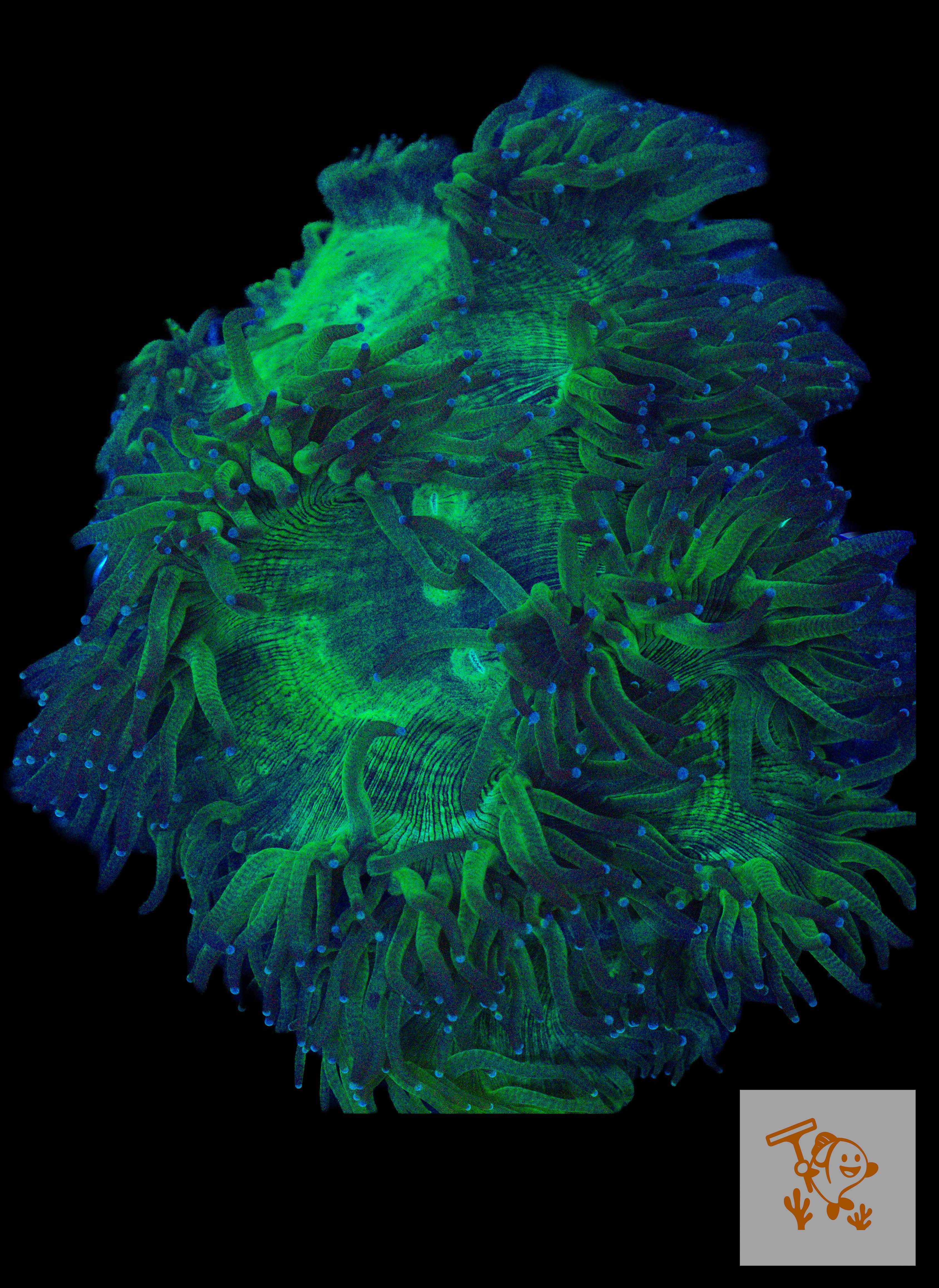 A45 - Elegance Coral with Blue tips (XL)