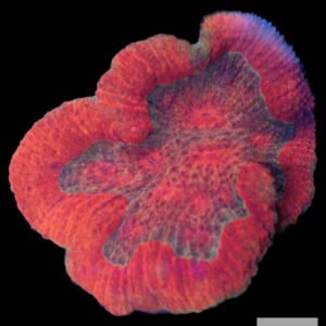 A46 - Red Wellsophyllia Colony