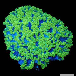 A49 - Neon Green Pearl Bubble Colony