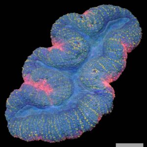 A50 - Blue, Orange, Pink Lobophyllia (XL)