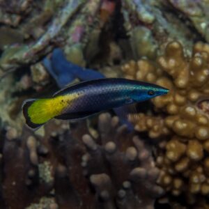 Bi-Color Cleaner Wrasse