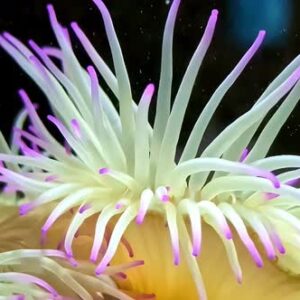 Condy Anemone (Purple Tips)