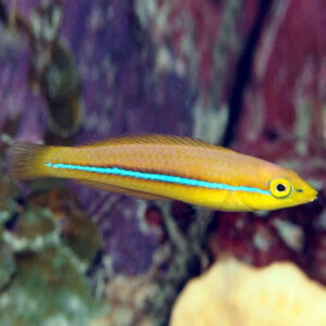 Neon Line Wrasse