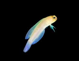 Pearly Yellow head Jawfish